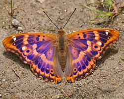 Butterflies of France.com